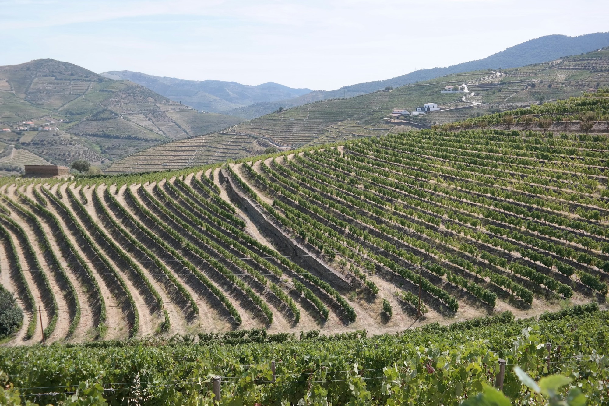 Vinhedos do Douro a perder de vista entre montanhas